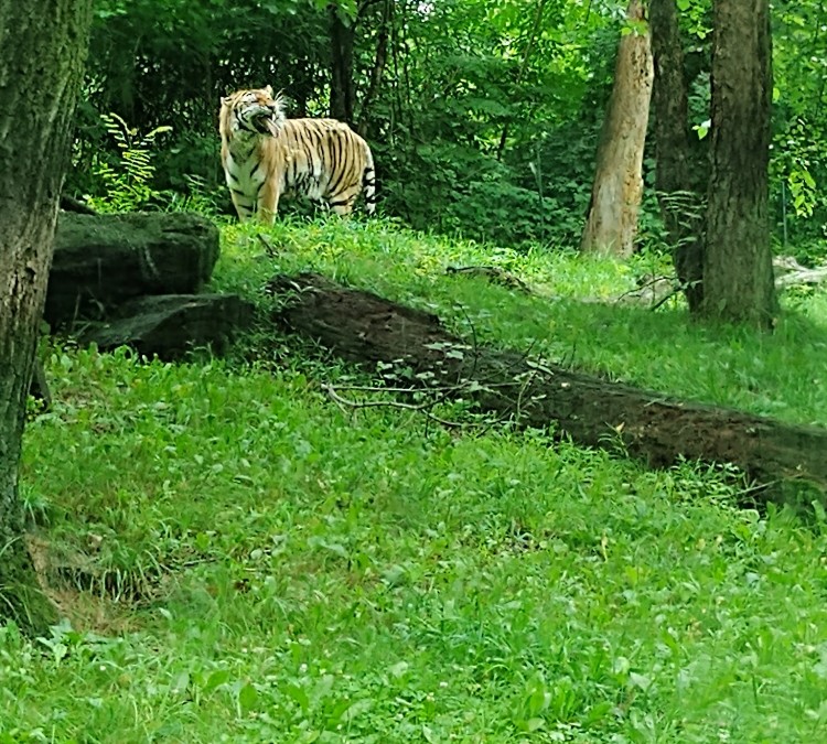 tiger-mountain-at-bronx-zoo-photo
